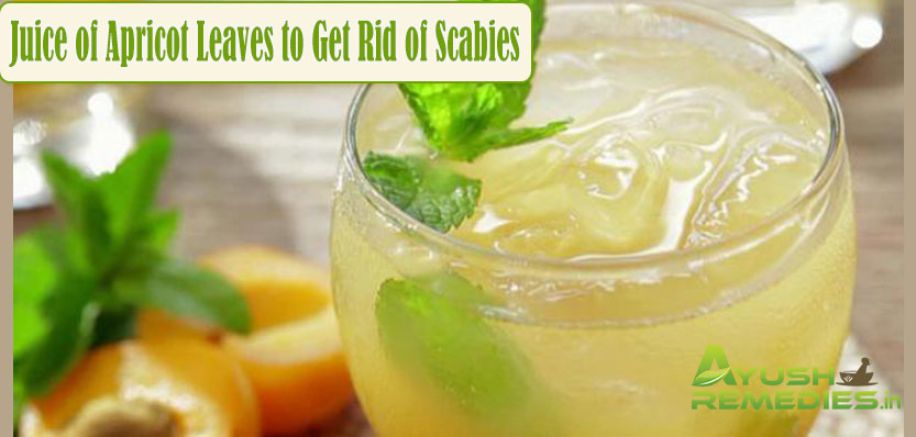 Juice of Apricot Leaves to Get Rid of Scabies