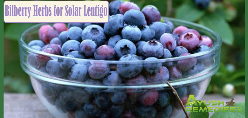 Bilberry Herbs for Solar Lentigo