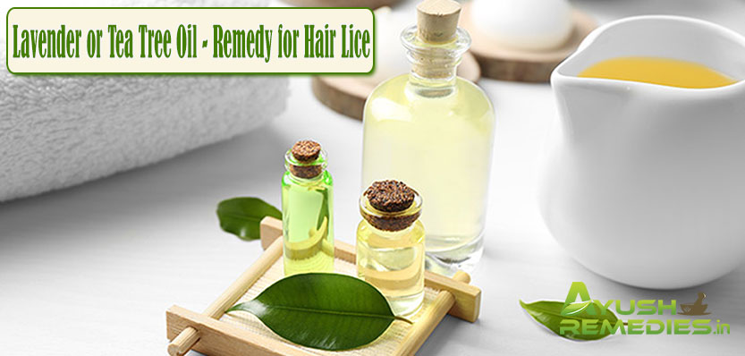 Lavender or Tea Tree Oil Remedy for Hair Lice