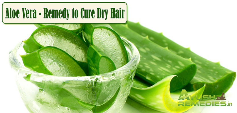 Aloe Vera Remedy to Cure Dry Hair