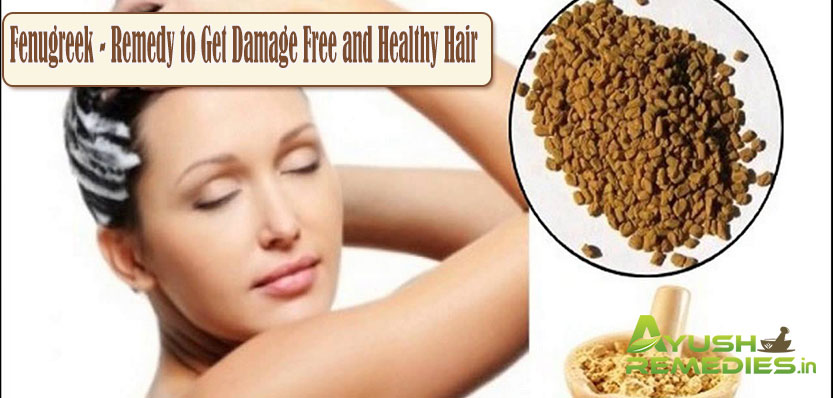 Fenugreek Remedy to Get Damage Free and Healthy Hair