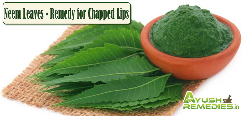 Neem Leaves Remedy for Chapped Lips