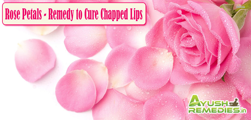 Rose Petals Remedy to Cure Chapped Lips