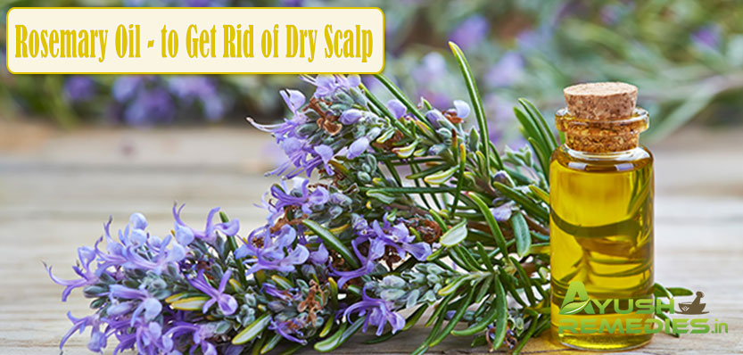 Rosemary Oil to Get Rid of Dry Scalp