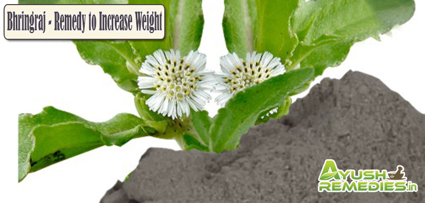 Bhringraj Remedy to Increase Weight