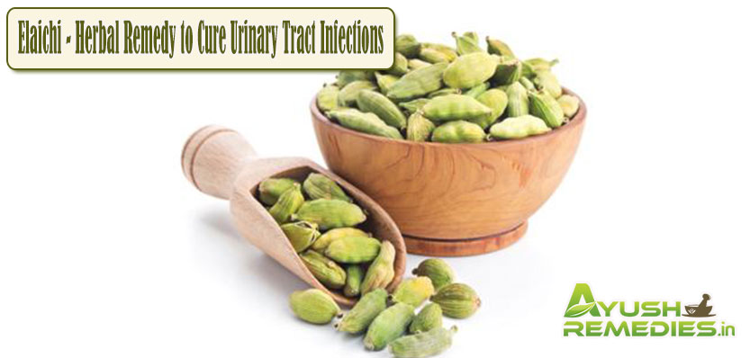 Elaichi Remedy to Cure Urinary Tract Infections