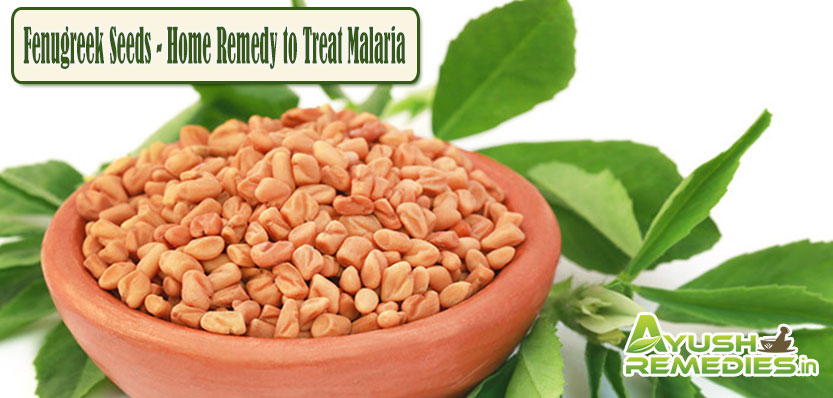 Fenugreek Seeds Home Remedy to Treat Malaria