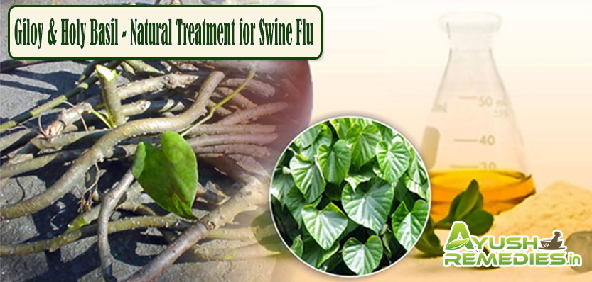 Giloy and Holy Basil Natural Treatment for Swine Flu