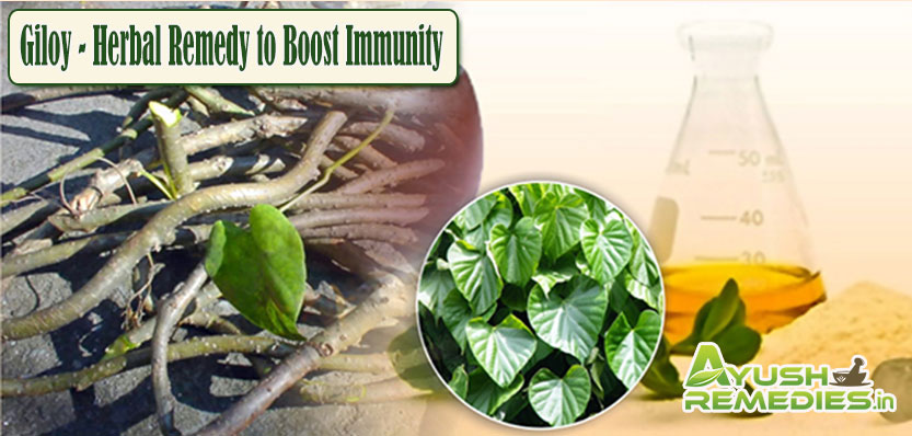 Giloy Remedy to Boost Immunity