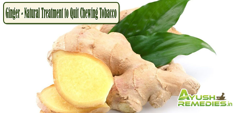 Ginger Natural Treatment to Quit Chewing Tobacco