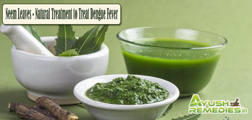 Neem Leaves Natural Treatment to Treat Dengue Fever