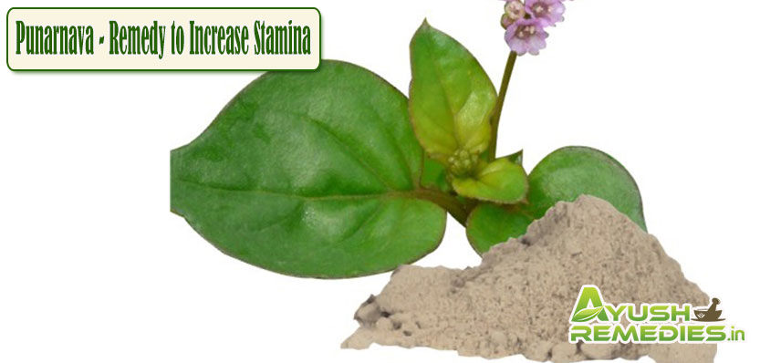 Punarnava Remedy to Increase Stamina